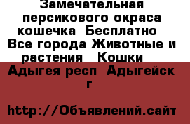 Замечательная персикового окраса кошечка. Бесплатно - Все города Животные и растения » Кошки   . Адыгея респ.,Адыгейск г.